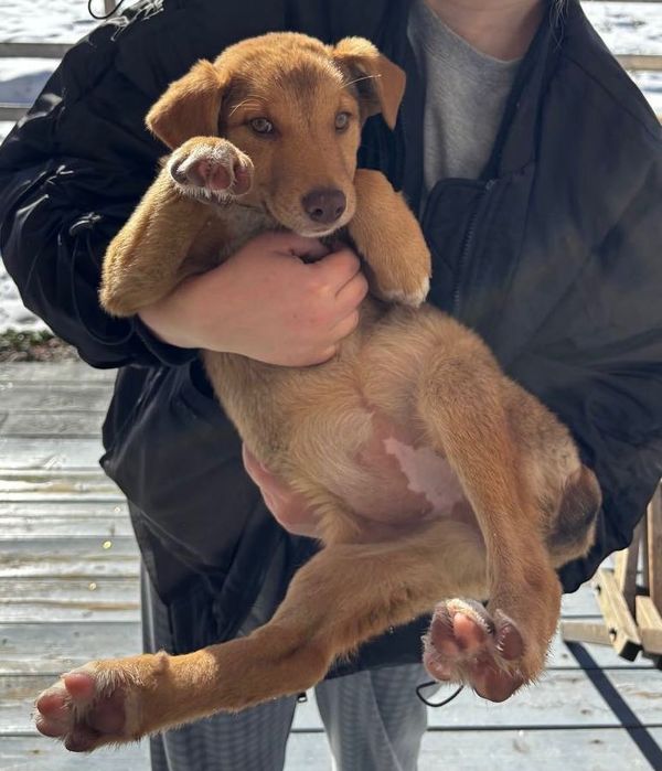 два щеночка-девочки ищут любящих хозяев, 4-4,5 месяца