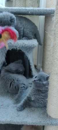 Pisicuțe british shorthair blue