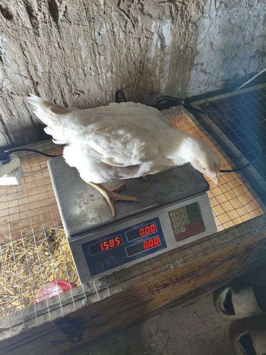 Бройлеры цеплята