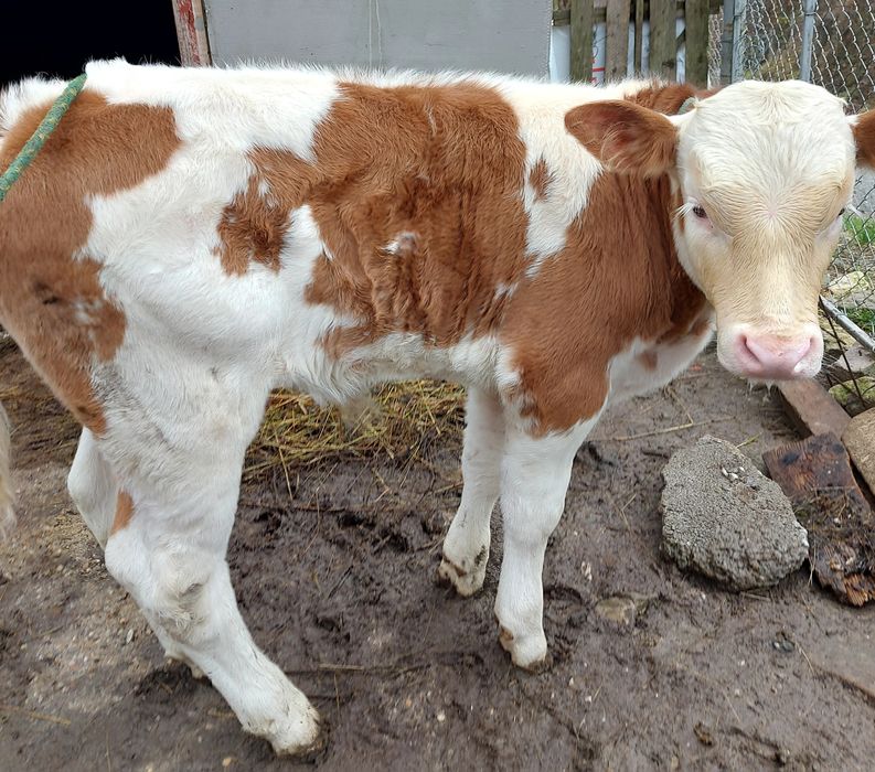 Vând vițel de lapte.