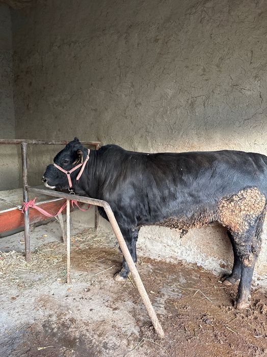 Boqilgan buqa sotiladi