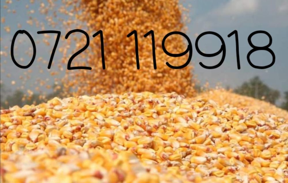 Porumb boabe recoltă 2025