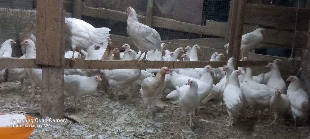 Hay Layn va Sendi zodlaridan 5oylik tuxumga  kiradigan payti