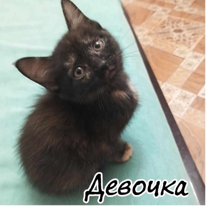 Котята ищут новый дом