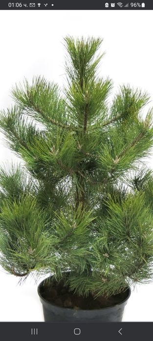 Озеленяване за паркове,  градини и тераси