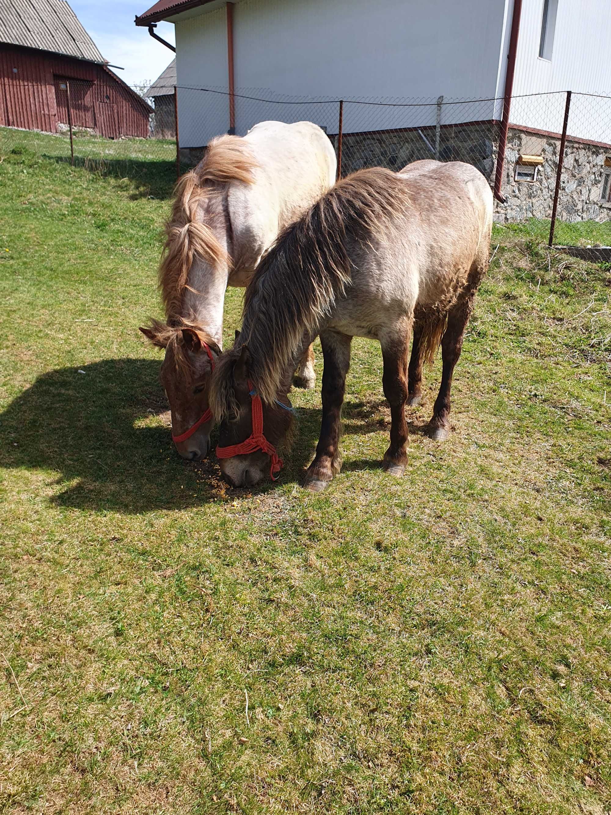 Vând o mânză și un mânz