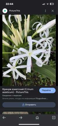 Комнатное растение Кринум азиатский