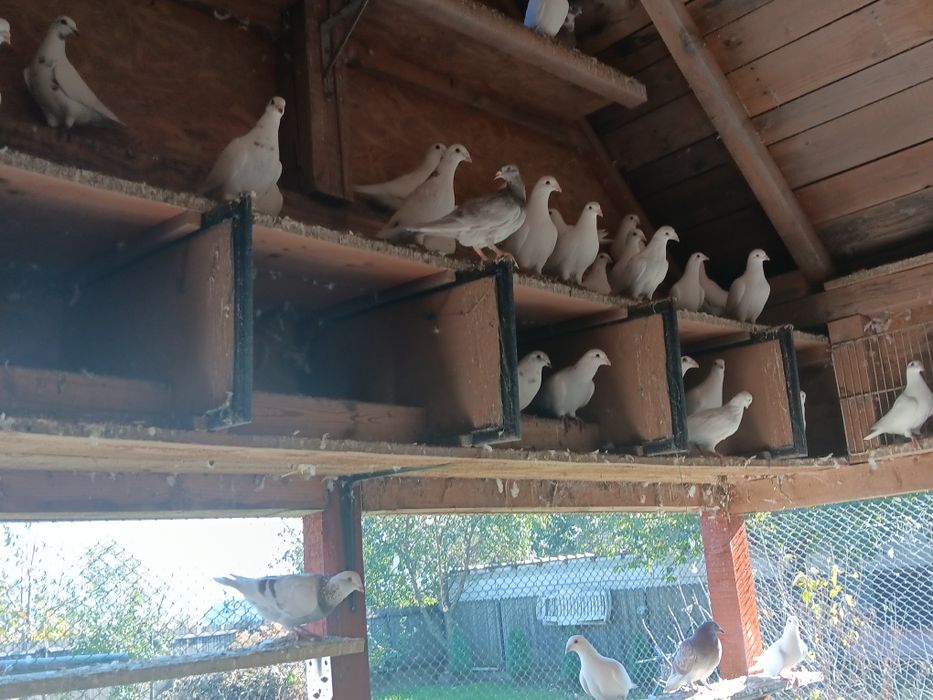 Vand porumbei voiajori