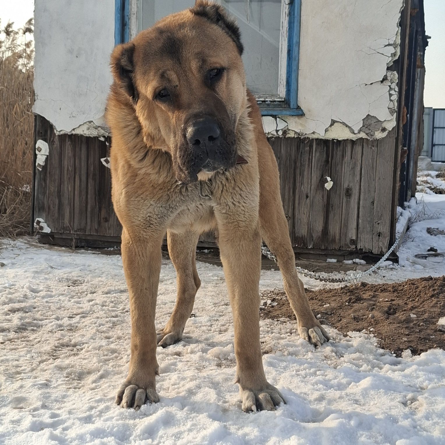 Кобель на вязку супер тяж 1метр в холке