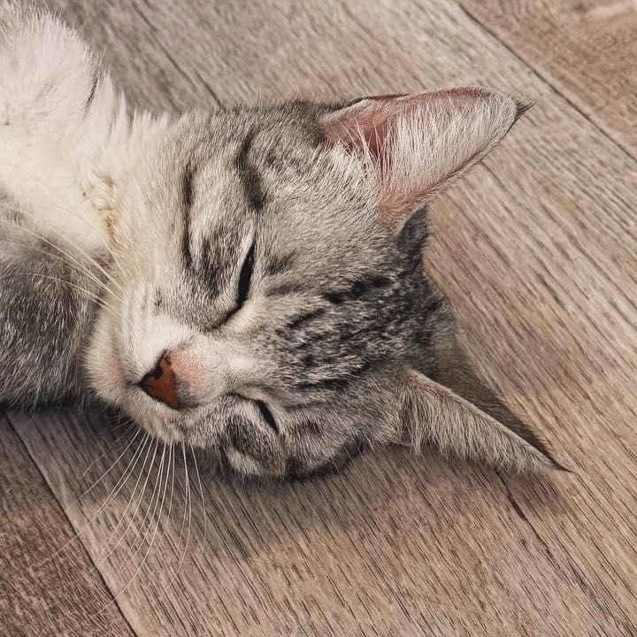 Кошка добрая и ласковая ищет дом
