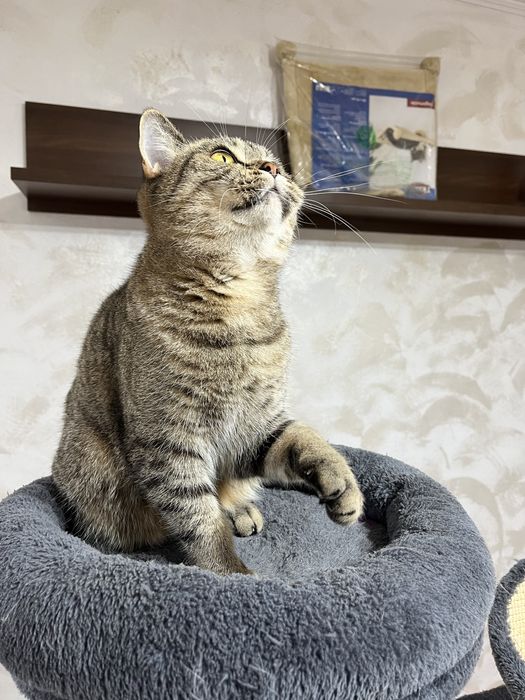 British shorthair sterilizata cu pedigree