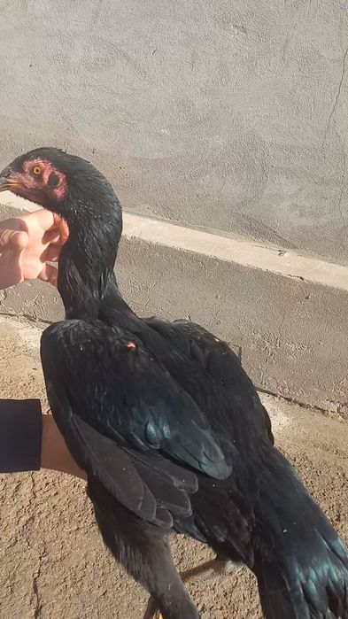 Жужа товук гирраааш зуридан.