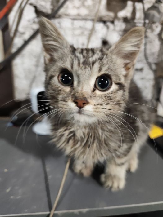 Отдам трёх котят  в надёжные руки