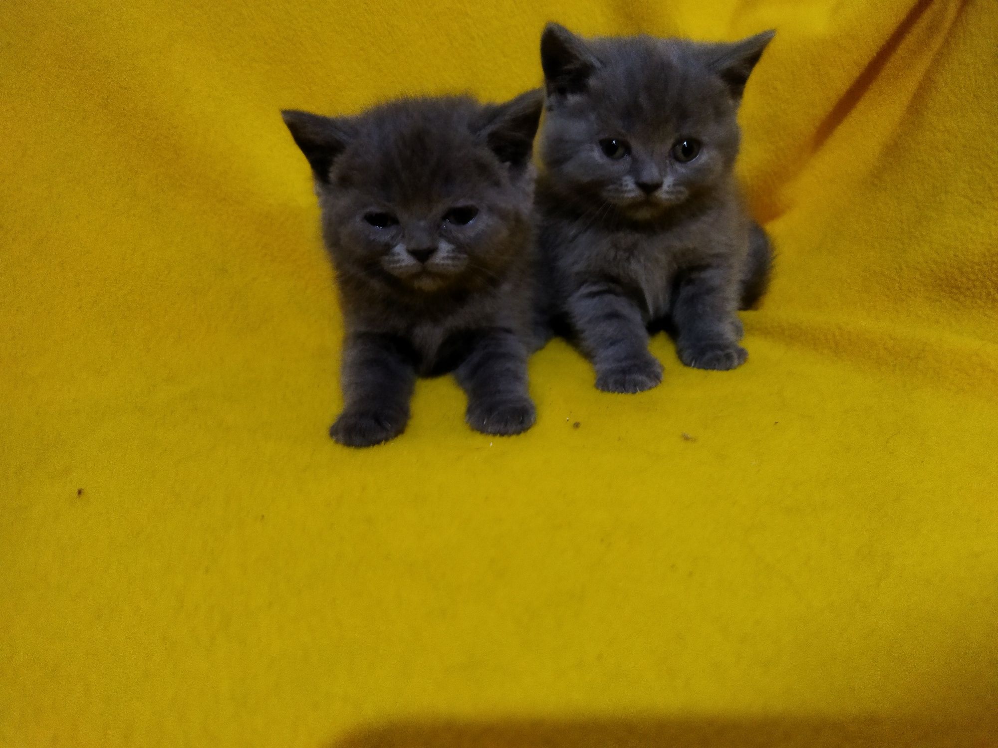 Британски котета !