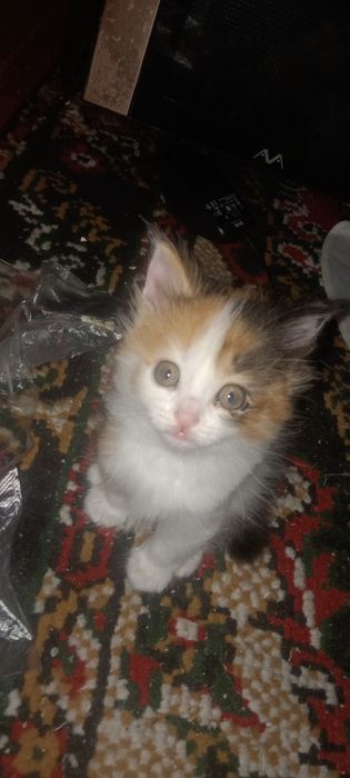 Ищем дом котятам)