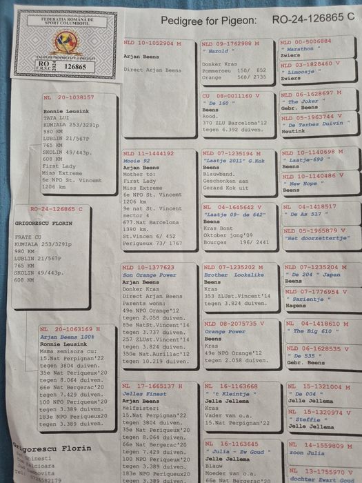 Porumbei voiajori cu pedigree