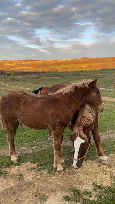 Vând mânz ciocolatiu