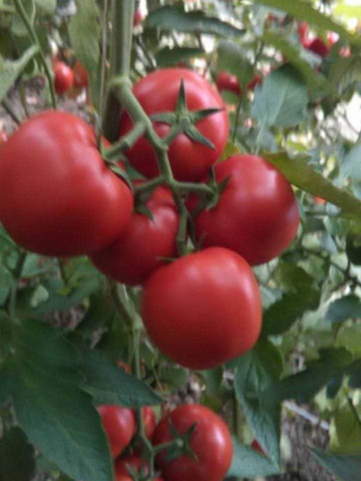 Roșii și vinete de vănzare!