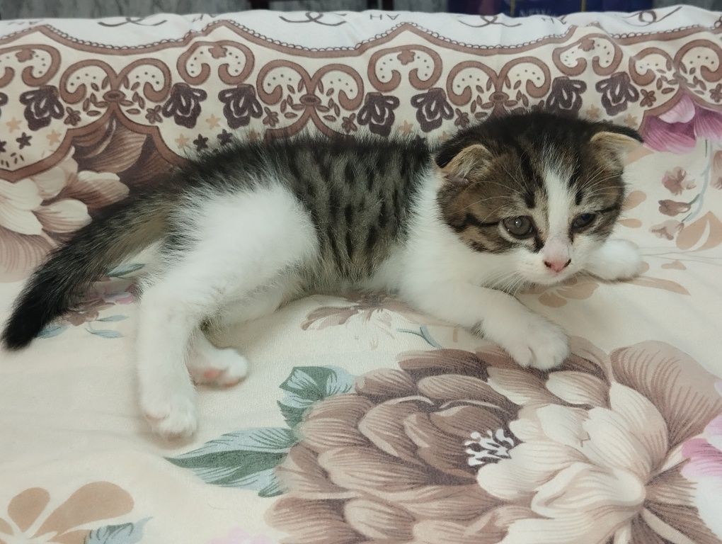 Шотландский вислоухий котёнок