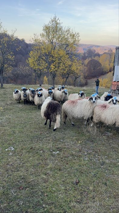 De vanzare,28 de oi breze si bucalai din breze