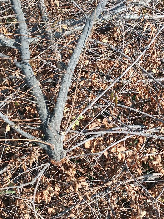 Отдам бесплатно самовывоз