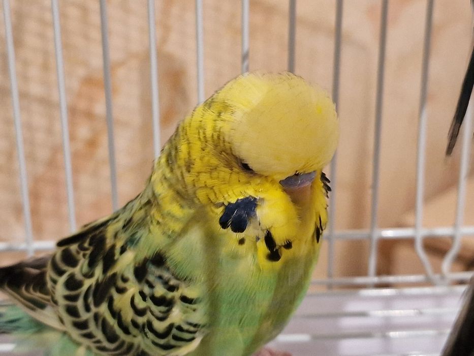 Волнистый попугай