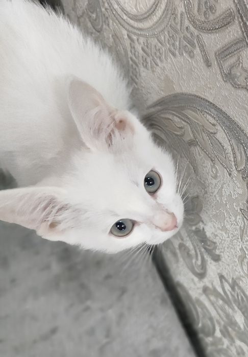 Котята домашние. Мама породы Сноу Шу.