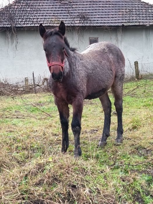 Se vinde mânz frumos și cuminte