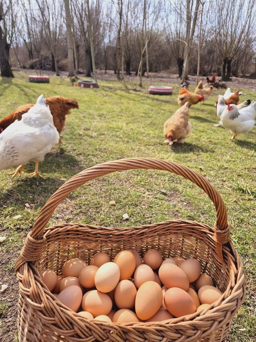 Ouă BIO de la găini crescute în libertate
