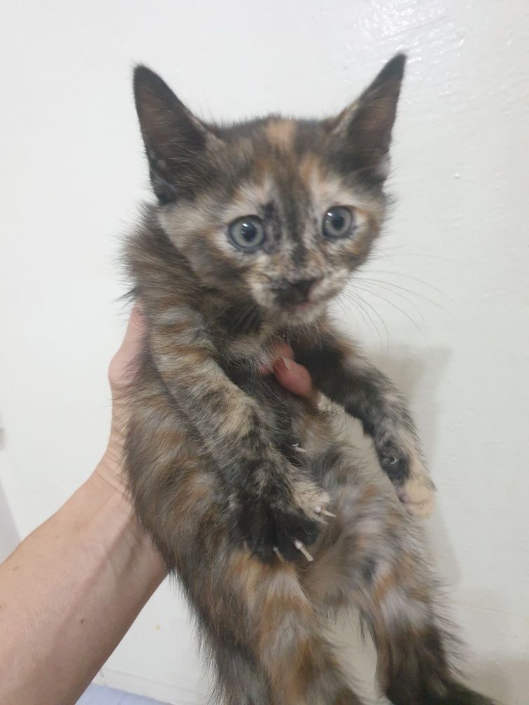 Котята в самые добрые руки