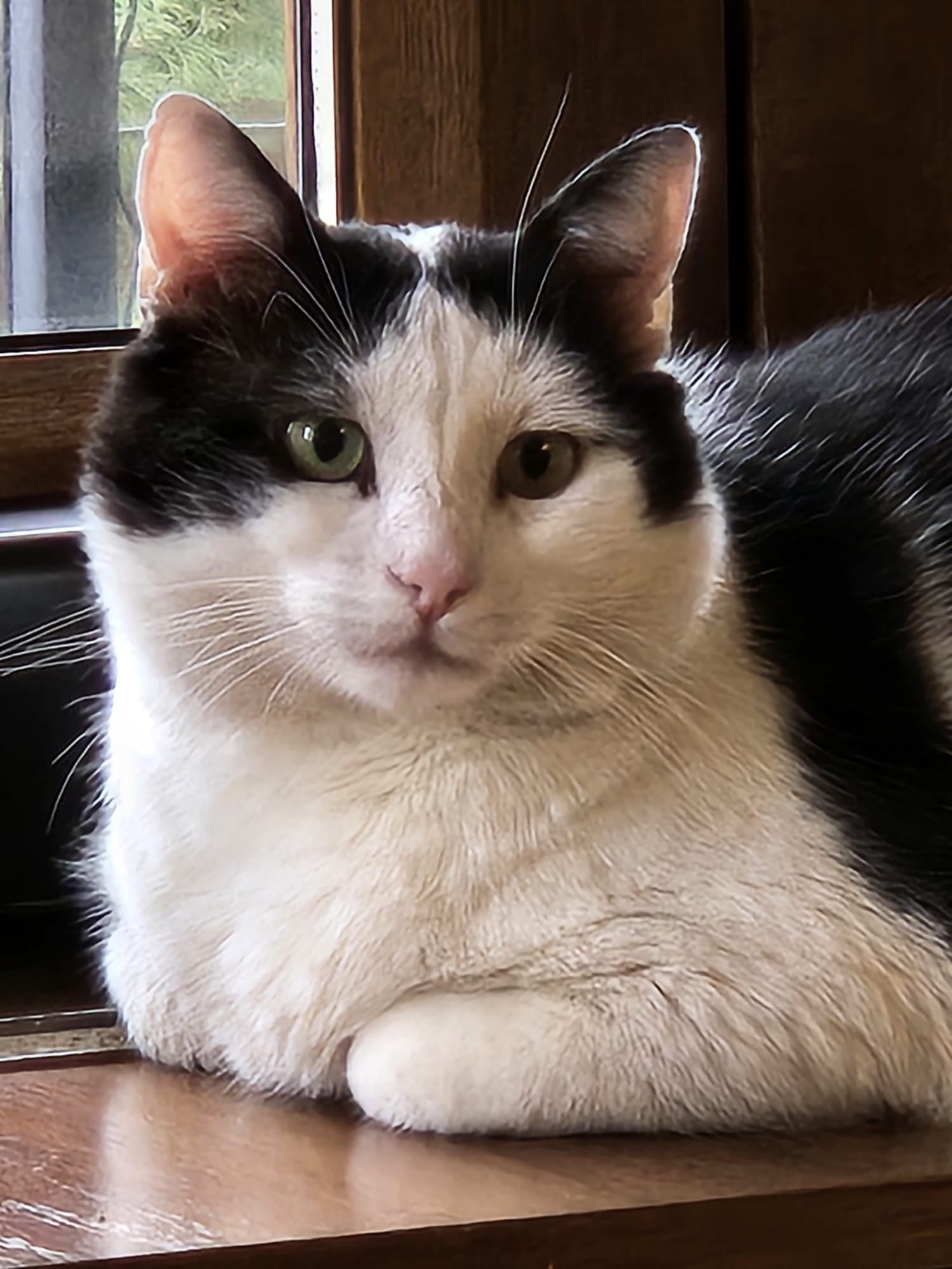 Adoptie motan castrat Hellas