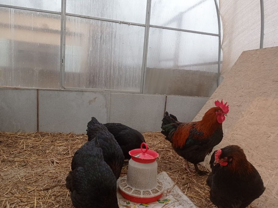 Инкубационное яйцо Петропавловск маран черно медный