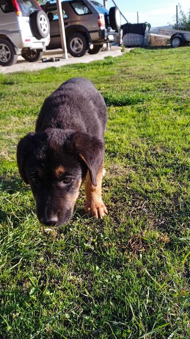 Подарявам гончета 2 броя на 2 месеца и половина.