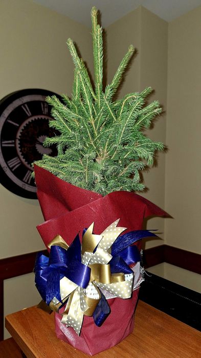 Коледна елха - истинска!