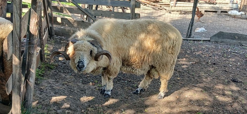 Berbec Țurcan de vânzare