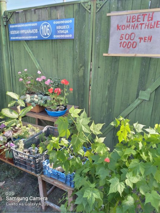 Распродажа комнатных цветов