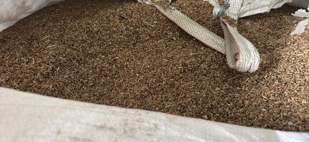 Vand samanta de sparceta si orz