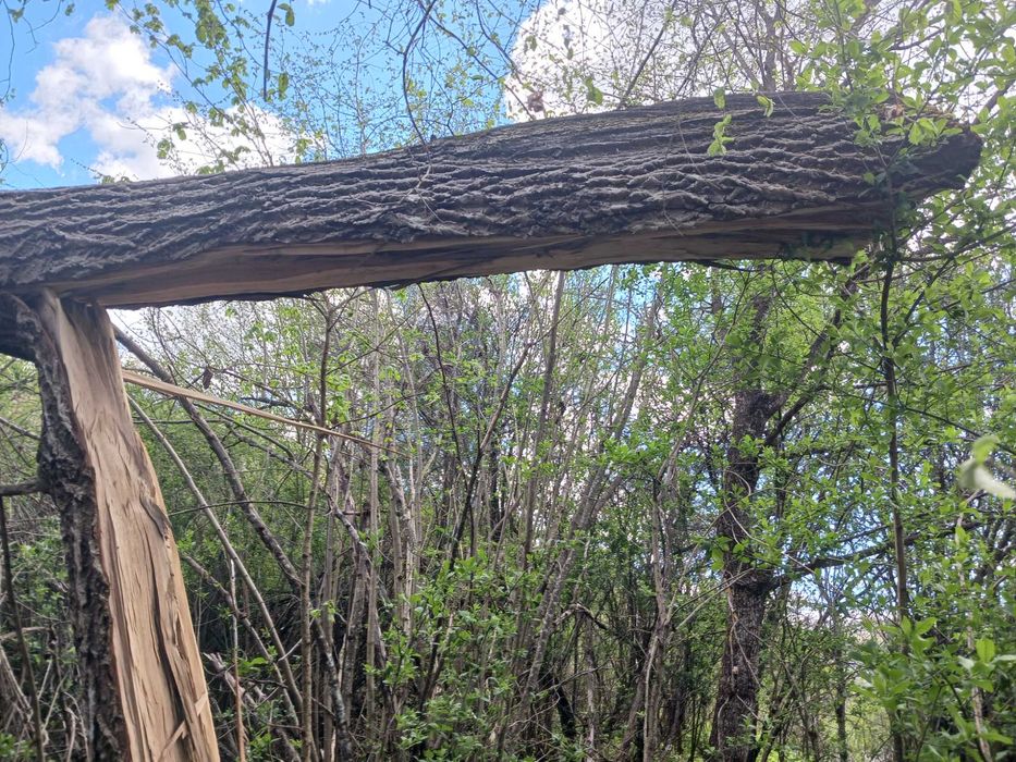 Сух Орехов материал