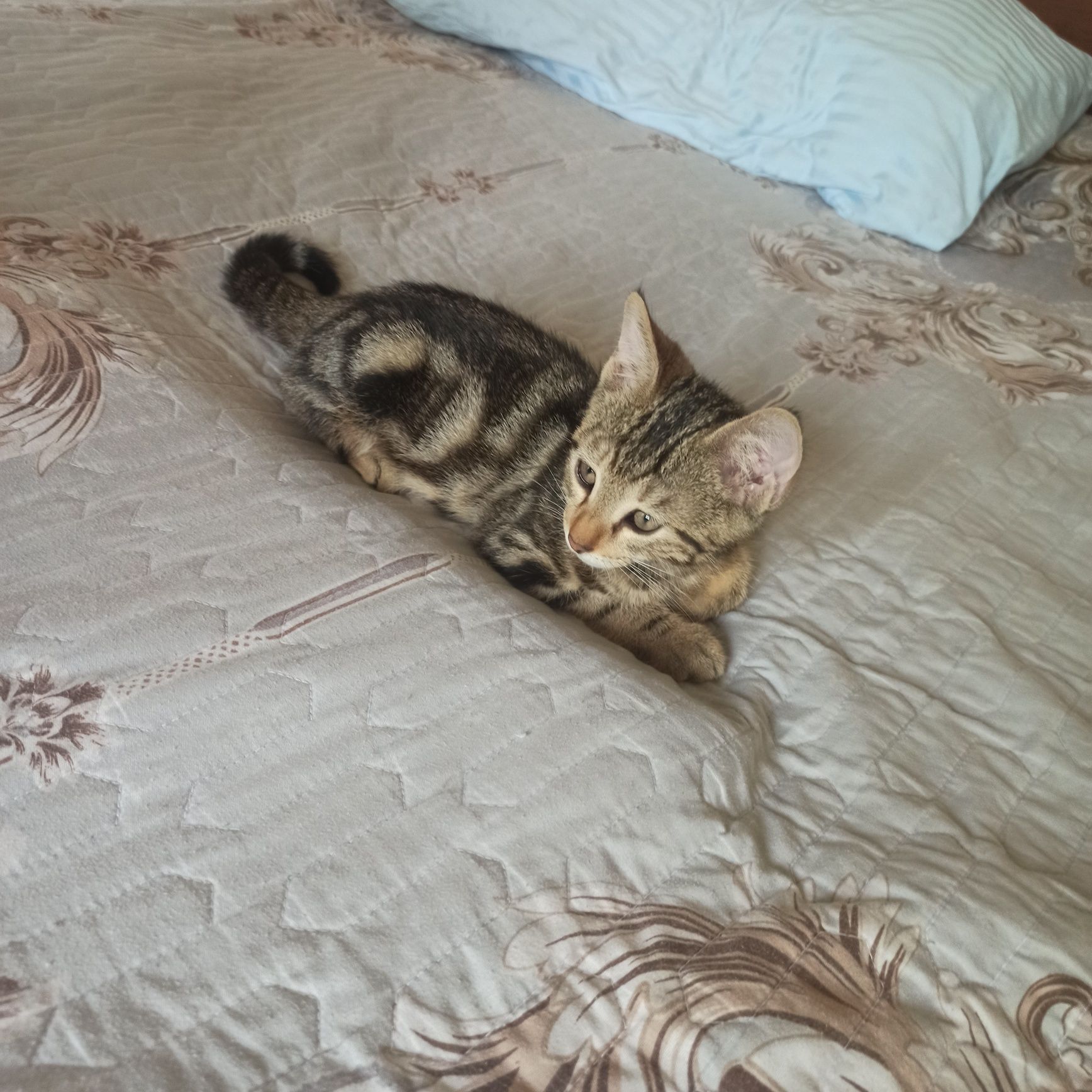 Котенок бенгальский