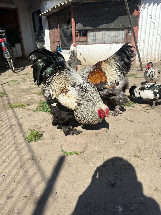 Oua incubat găini brahma