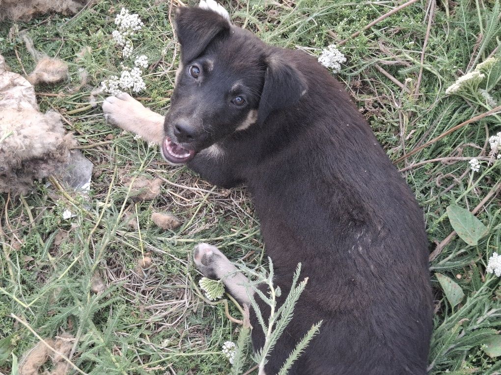 Продам щенка девочка в добрые руки