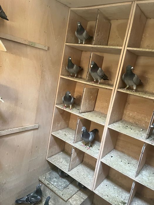 Porumbei voiajori Belgia /olanda