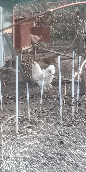 Cocosi luna Aprilie diferite rase si dimensiuni