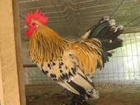 Mii de flori galben citrin porțelan ( lemon) - pereche