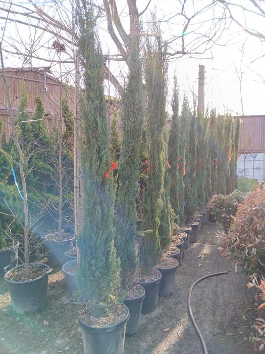 Plante ornamentale