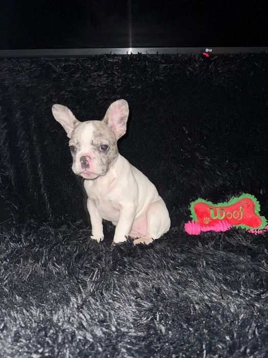 Bulldog Francez Merle Pied