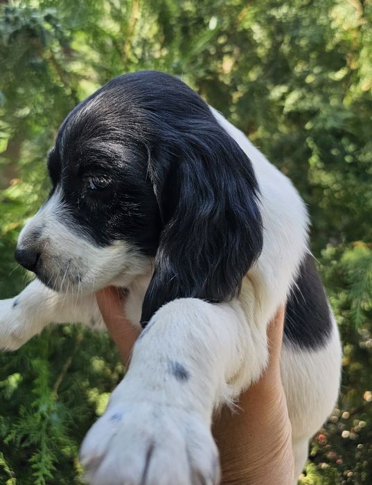 Русский спаниель