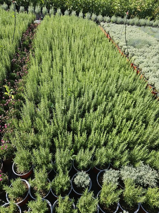 Rozmarin,ysop,mentă,cimbrișor citronela.