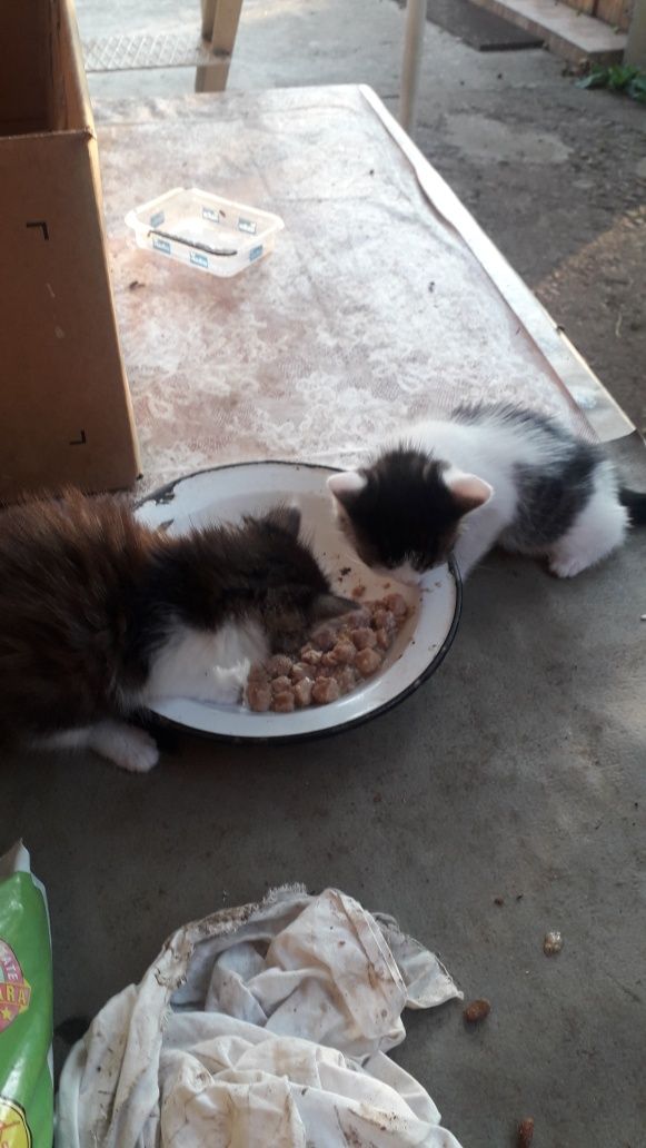 Donez motănei si pisicute