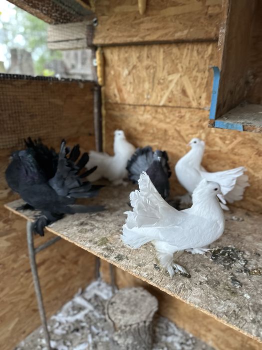 Porumbei voltati indieni